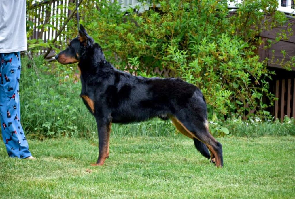 Usain (Roméo x Run) Champion AKC 