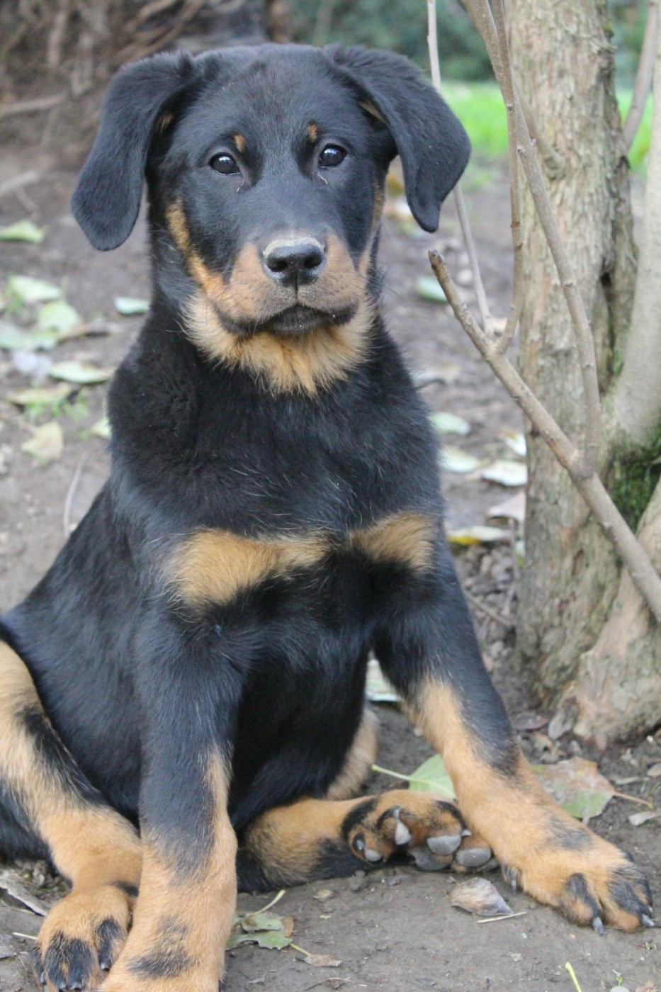 Du Domaine De Bartery - Chiots disponibles - Berger de Beauce