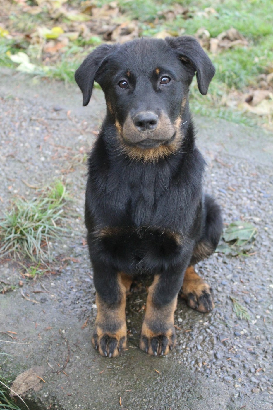 Du Domaine De Bartery - Chiots disponibles - Berger de Beauce