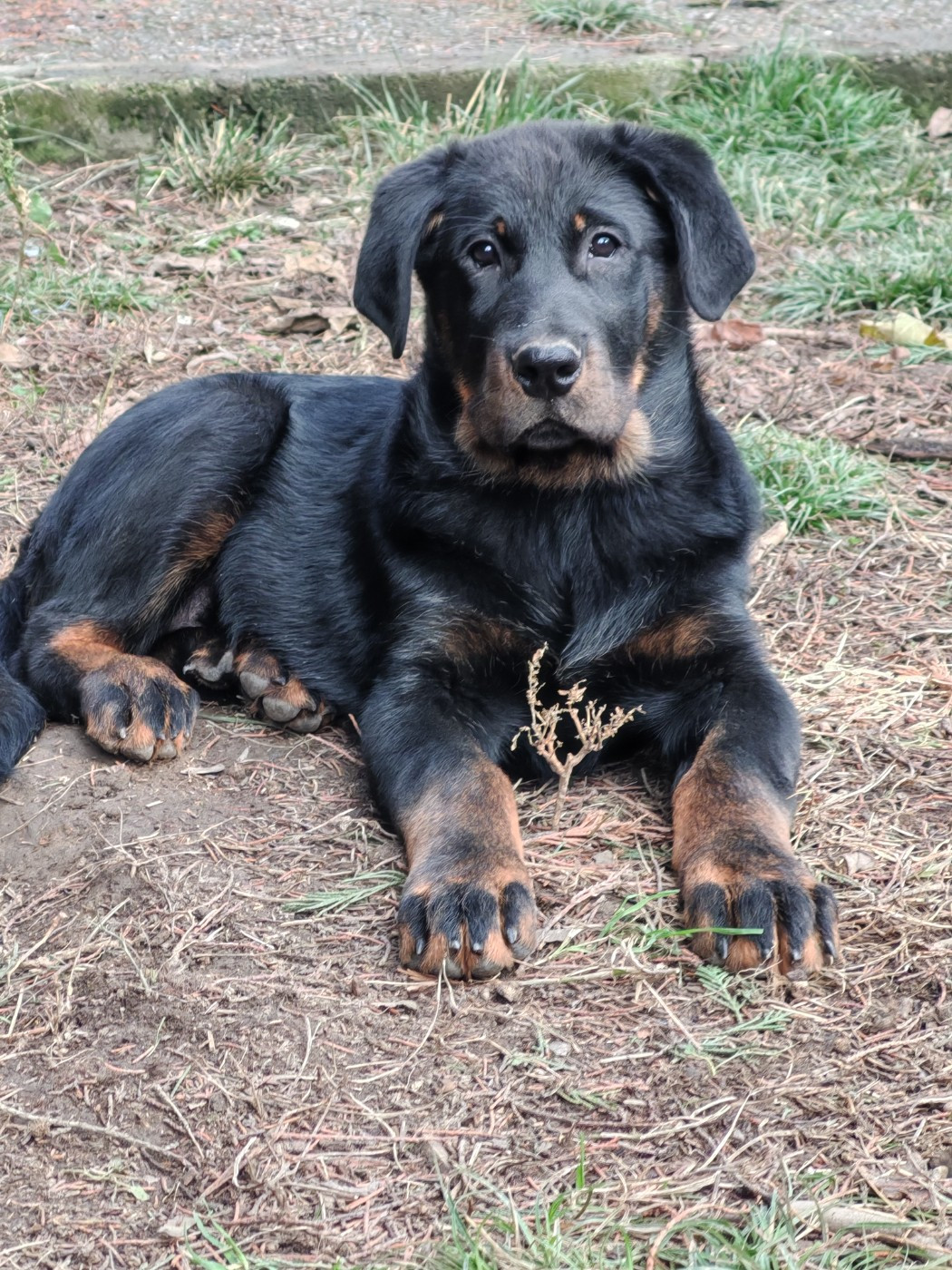 Du Domaine De Bartery - Chiots disponibles - Berger de Beauce