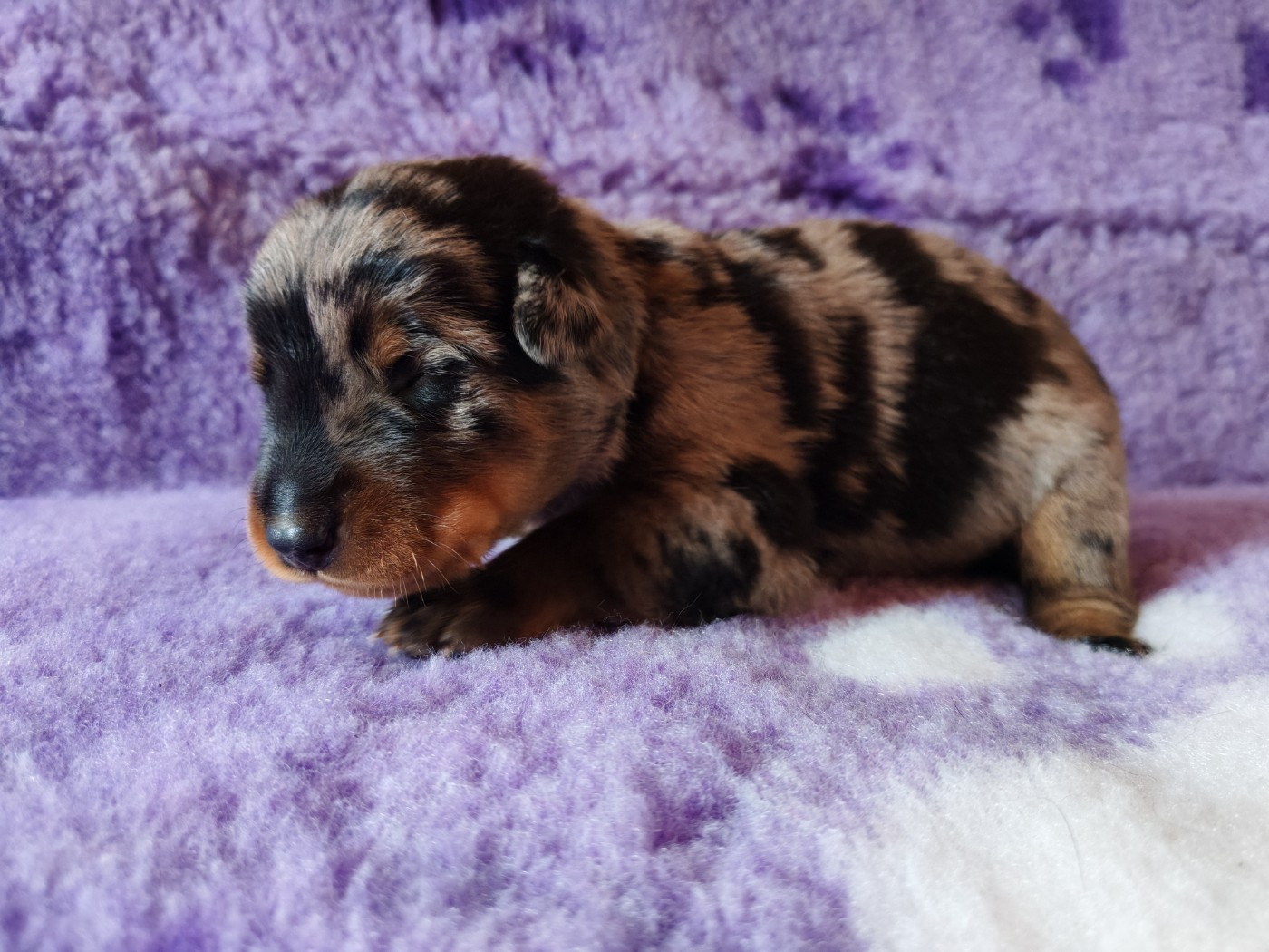 Du Domaine De Bartery - Chiots disponibles - Berger de Beauce