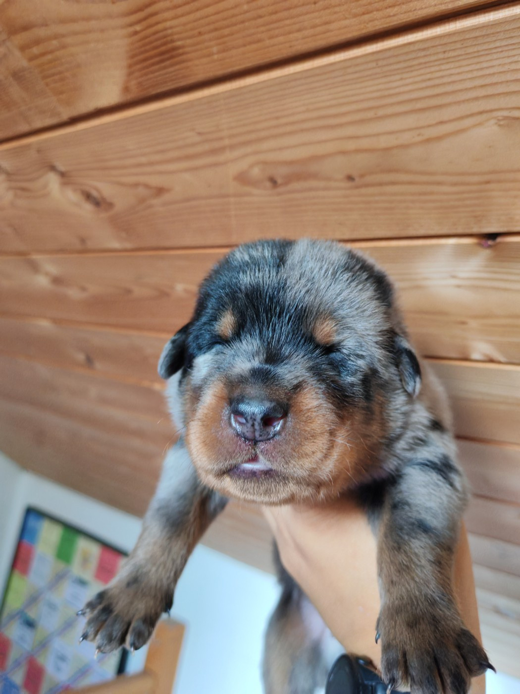 Du Domaine De Bartery - Chiots disponibles - Berger de Beauce
