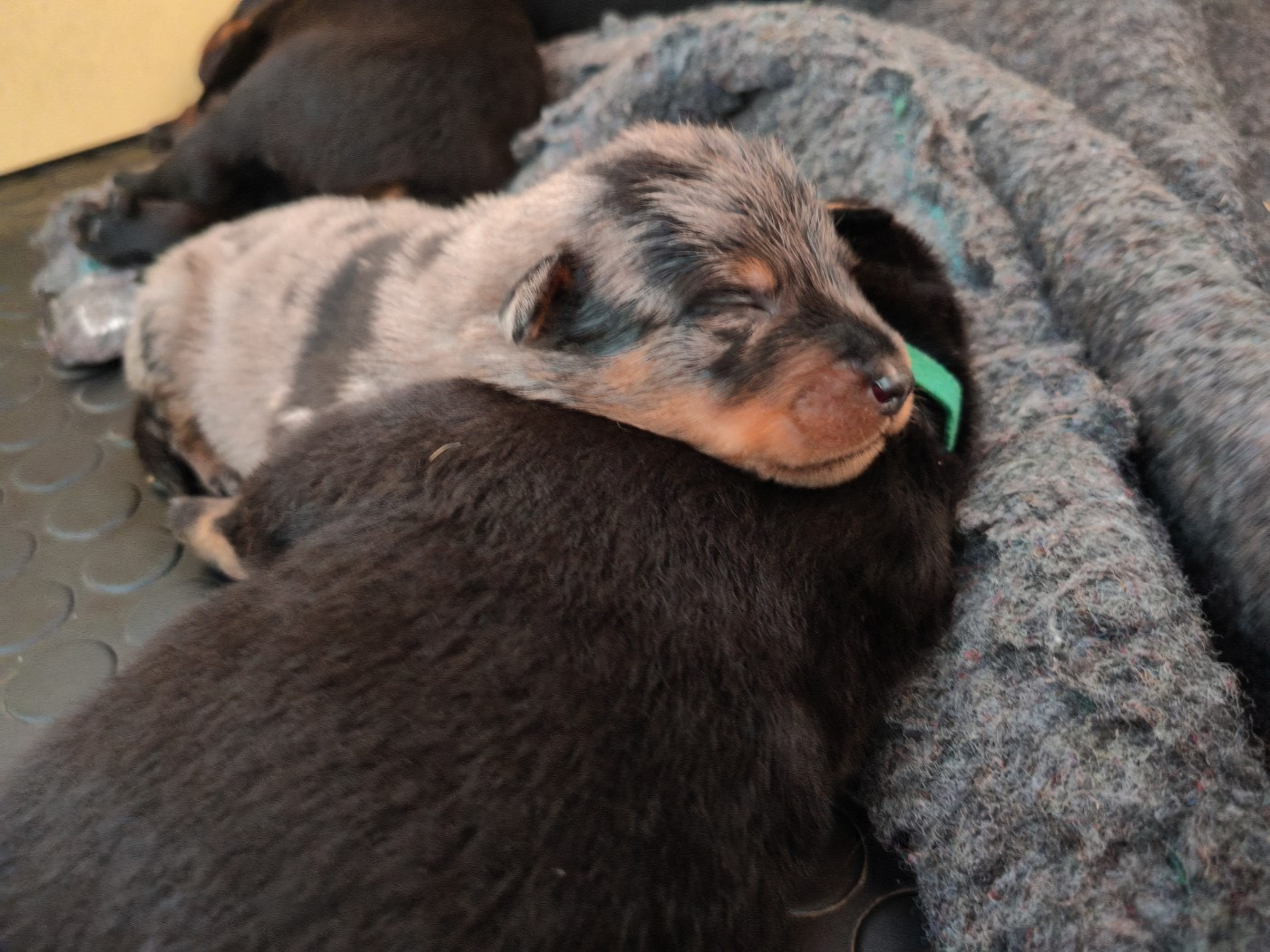 Du Domaine De Bartery - Chiots disponibles - Berger de Beauce