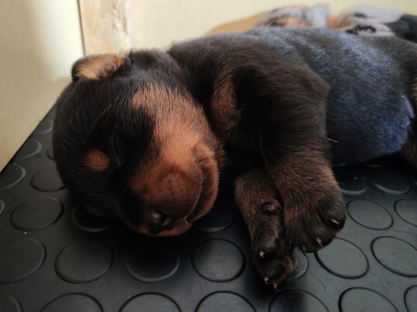 Du Domaine De Bartery - Chiots disponibles - Berger de Beauce