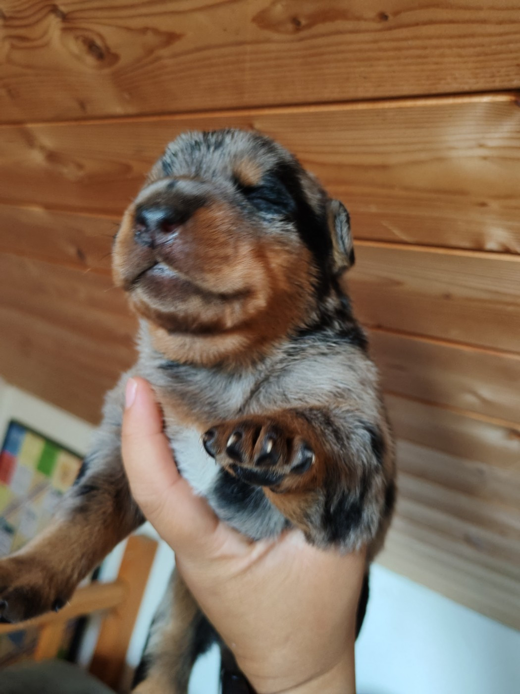 Du Domaine De Bartery - Chiots disponibles - Berger de Beauce