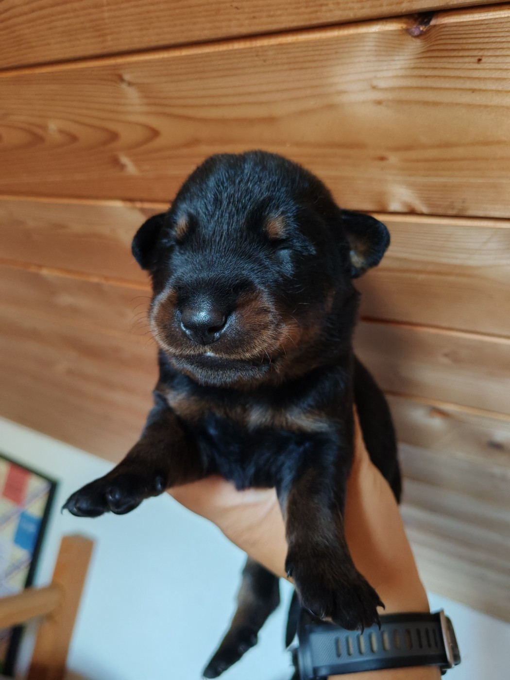 Du Domaine De Bartery - Chiots disponibles - Berger de Beauce