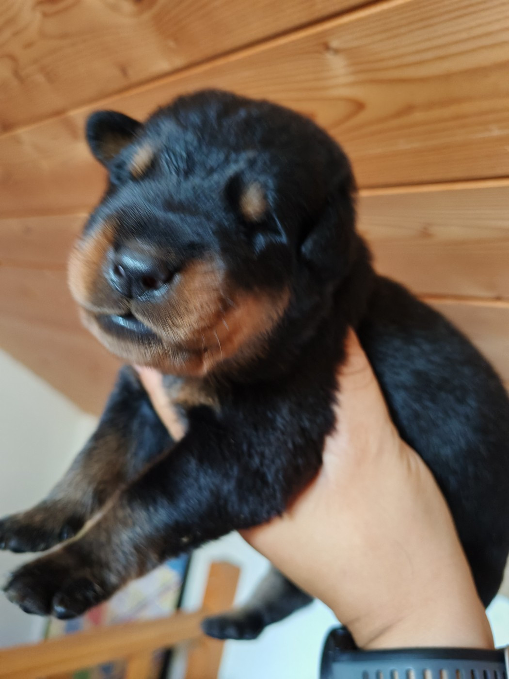 Du Domaine De Bartery - Chiots disponibles - Berger de Beauce