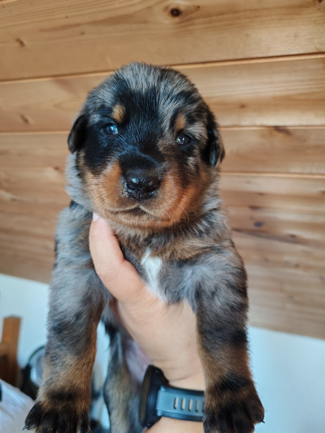 Du Domaine De Bartery - Chiots disponibles - Berger de Beauce