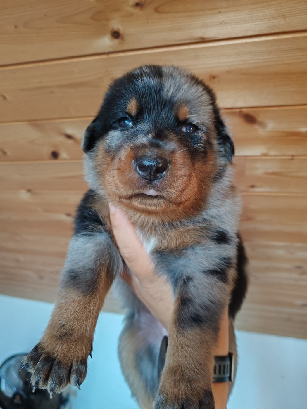 Du Domaine De Bartery - Chiots disponibles - Berger de Beauce