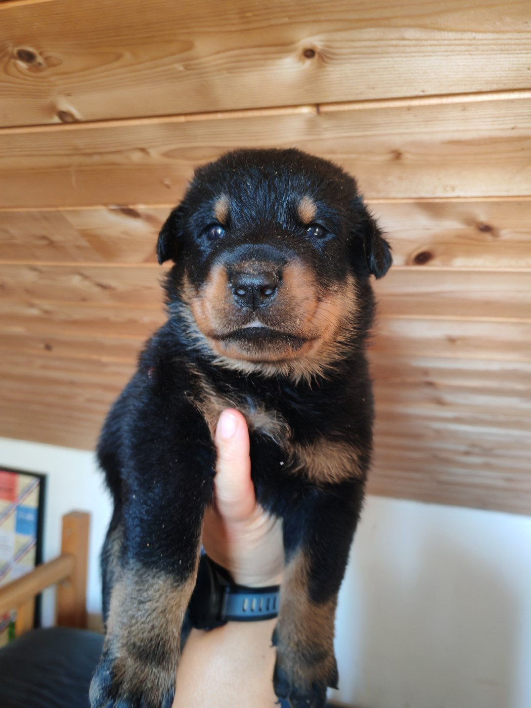 Du Domaine De Bartery - Chiots disponibles - Berger de Beauce