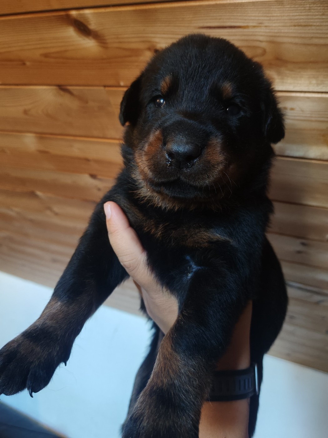Du Domaine De Bartery - Chiots disponibles - Berger de Beauce