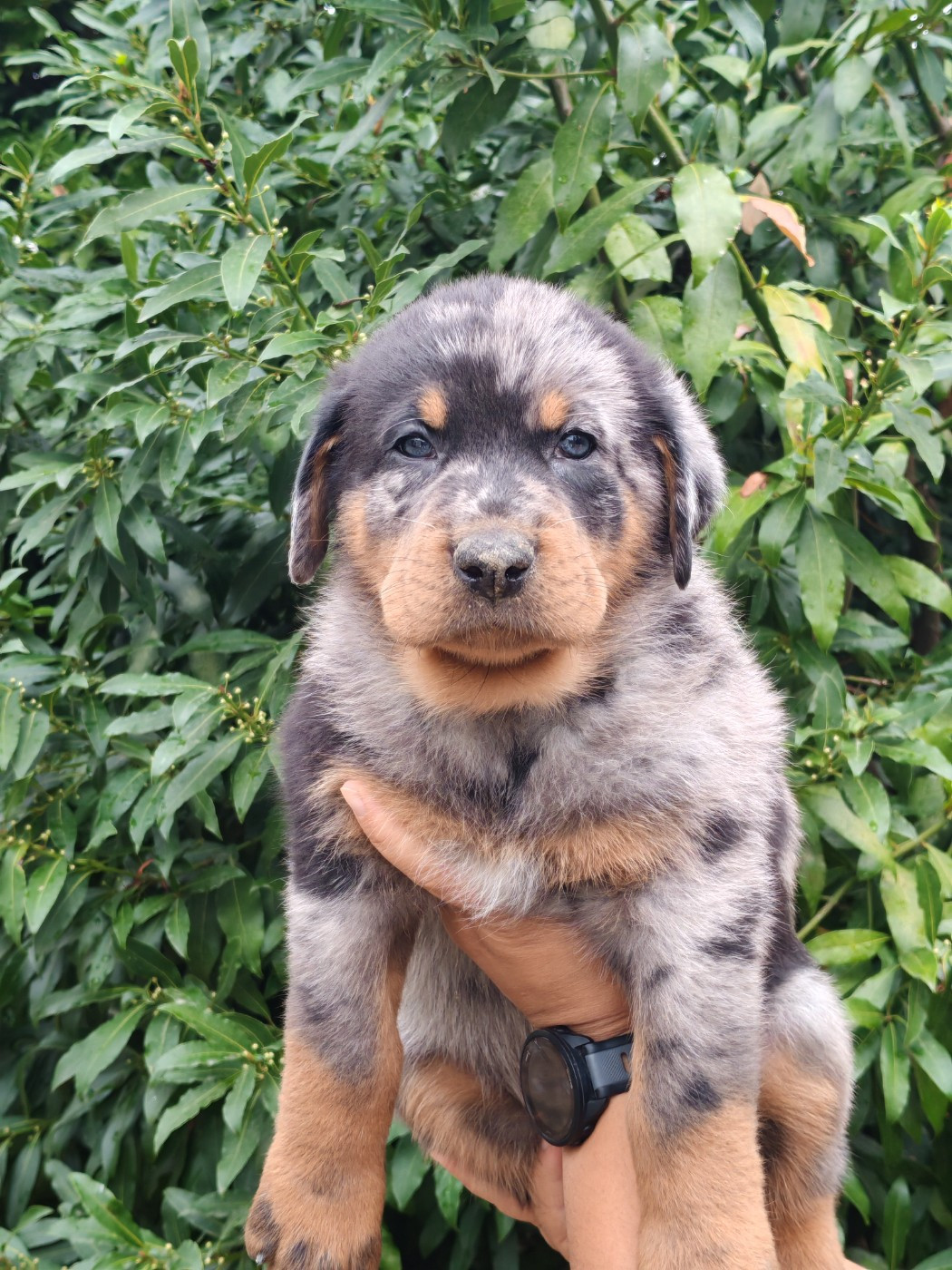 Du Domaine De Bartery - Chiots disponibles - Berger de Beauce