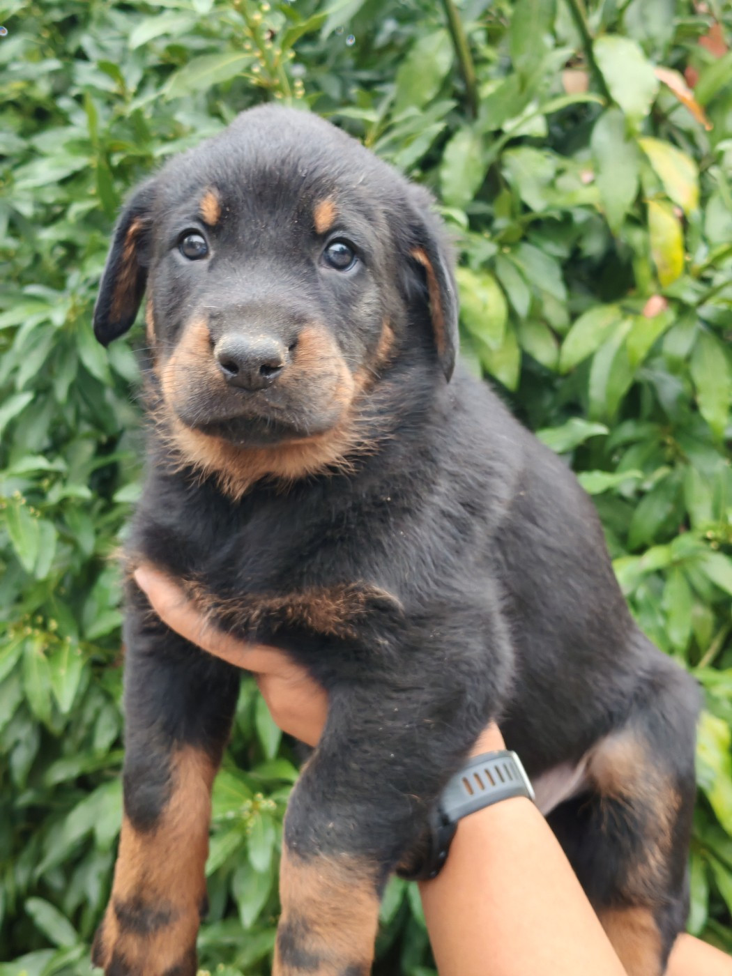 Du Domaine De Bartery - Chiots disponibles - Berger de Beauce