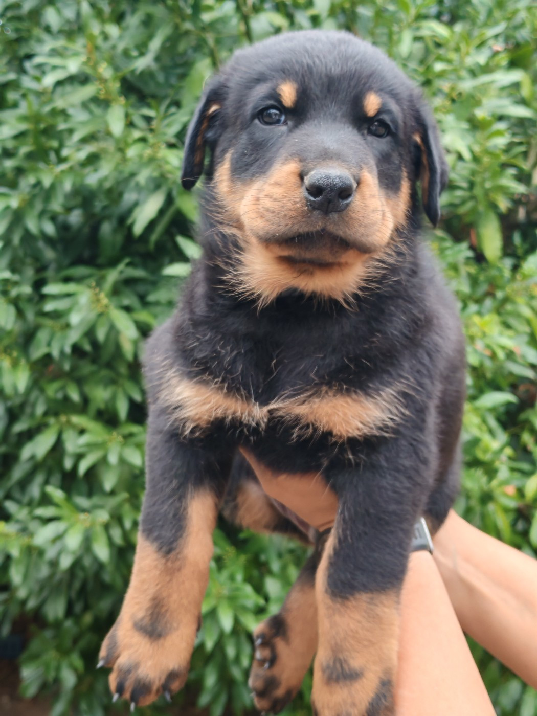 Du Domaine De Bartery - Chiots disponibles - Berger de Beauce