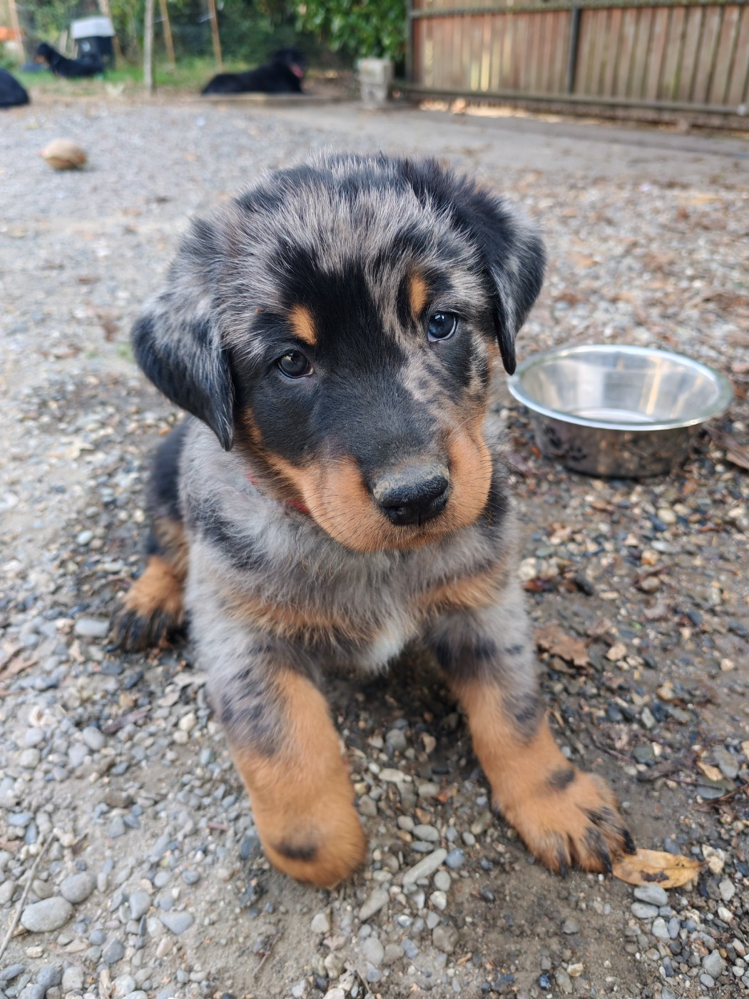 Du Domaine De Bartery - Chiots disponibles - Berger de Beauce
