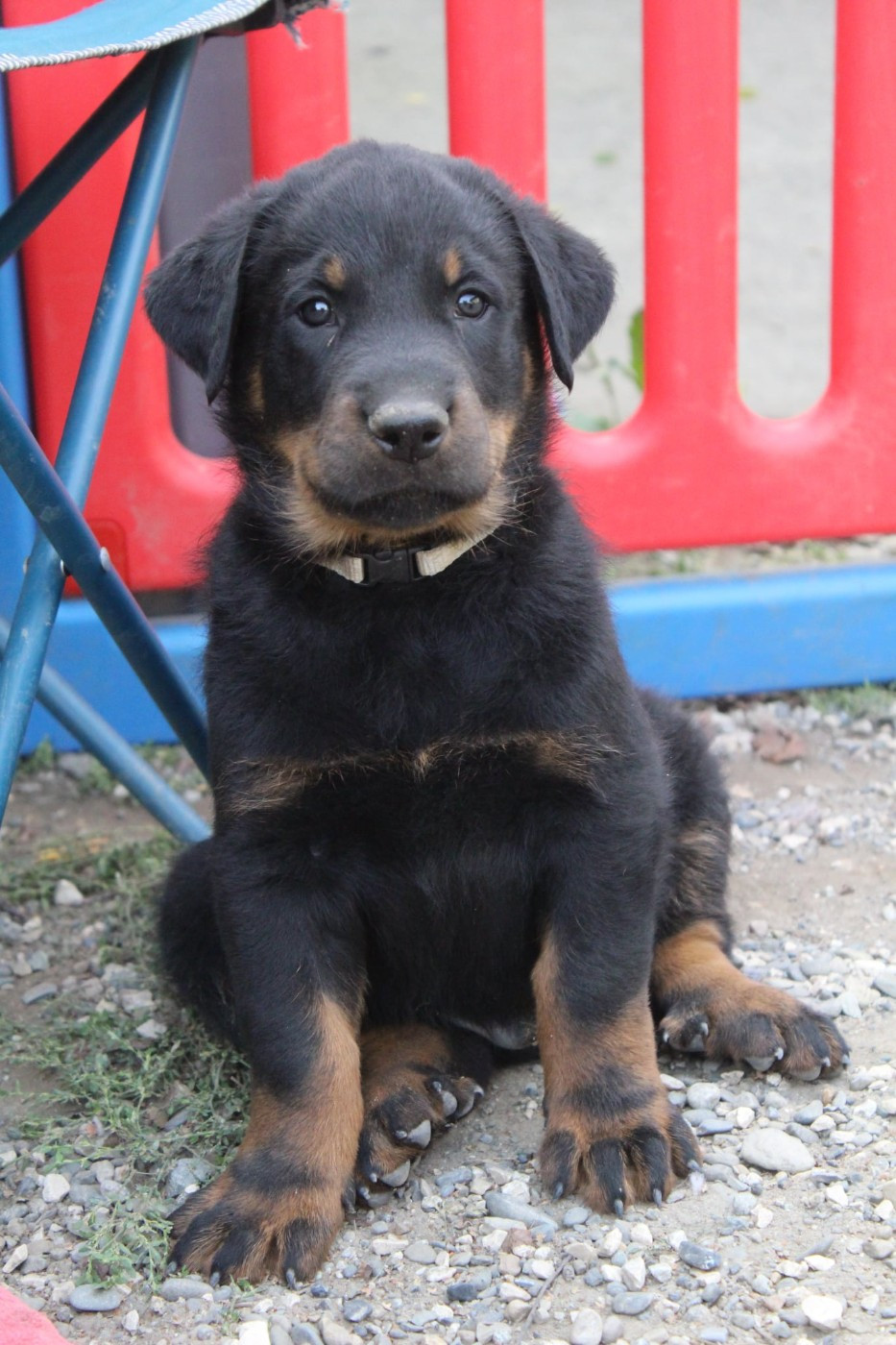 Du Domaine De Bartery - Chiots disponibles - Berger de Beauce