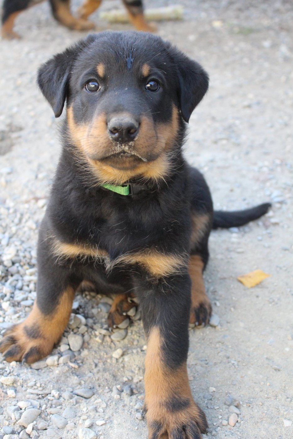 Du Domaine De Bartery - Chiots disponibles - Berger de Beauce