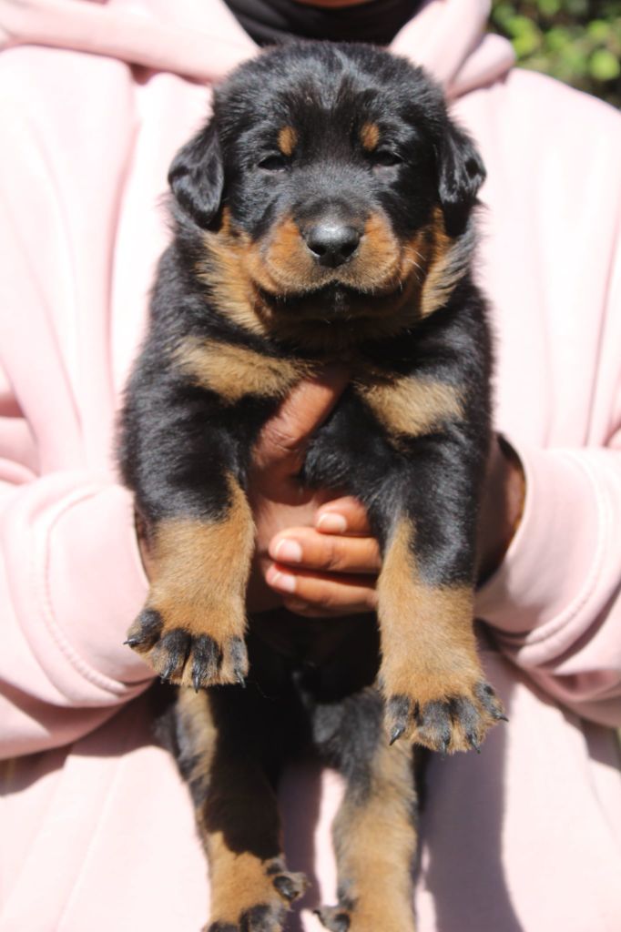 Du Domaine De Bartery - Chiots disponibles - Berger de Beauce