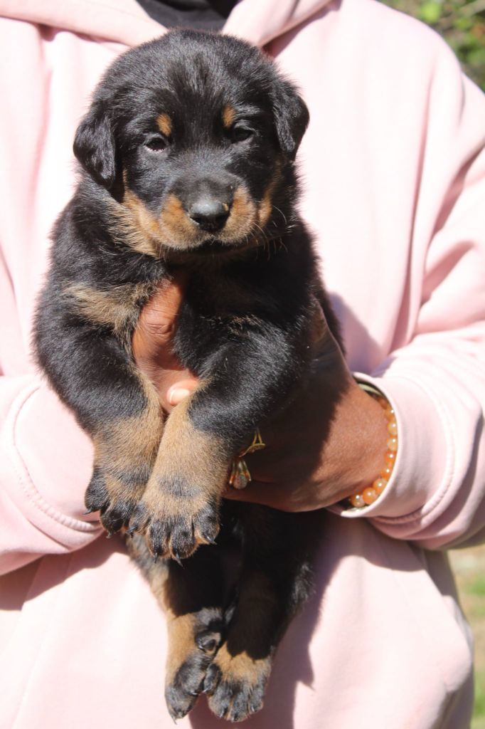 Du Domaine De Bartery - Chiots disponibles - Berger de Beauce