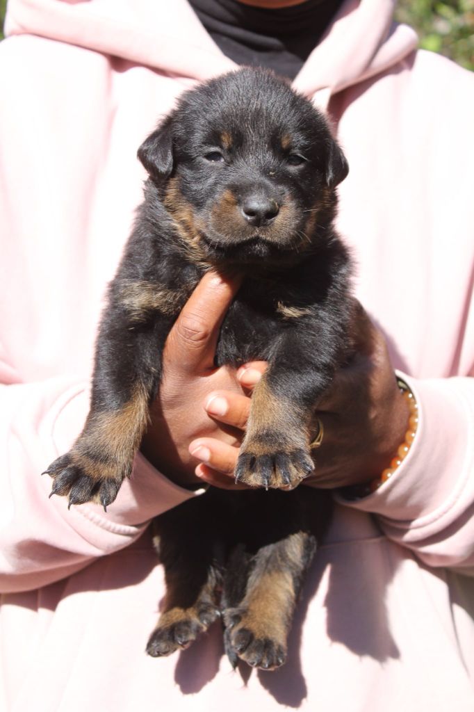 Du Domaine De Bartery - Chiots disponibles - Berger de Beauce