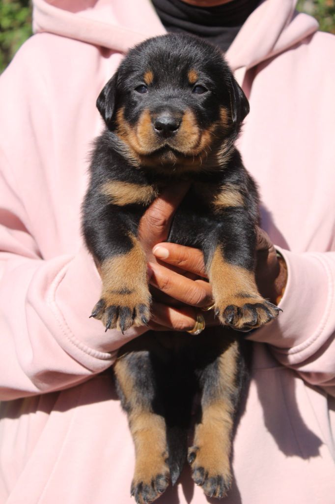 Du Domaine De Bartery - Chiots disponibles - Berger de Beauce