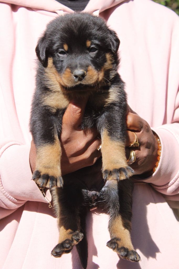Du Domaine De Bartery - Chiots disponibles - Berger de Beauce