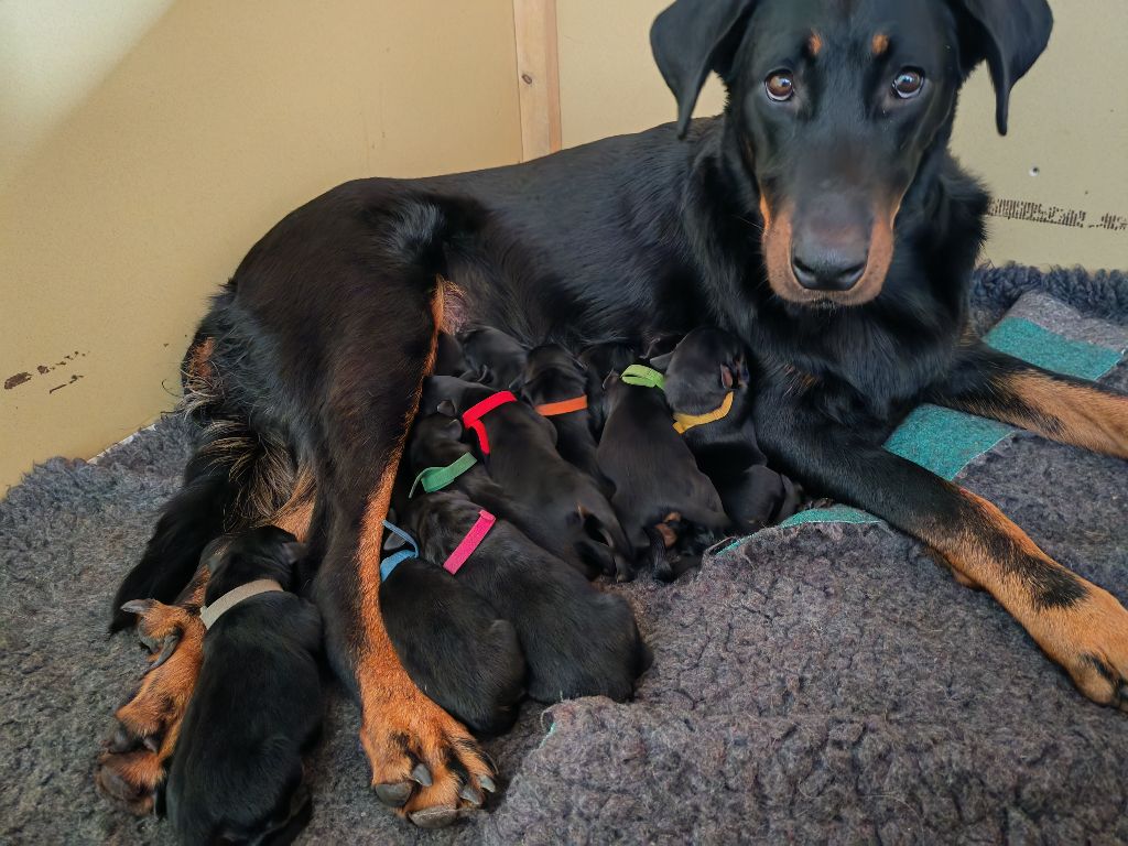 Chiot Berger de Beauce Du Domaine De Bartery