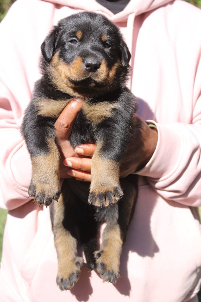 Du Domaine De Bartery - Chiots disponibles - Berger de Beauce